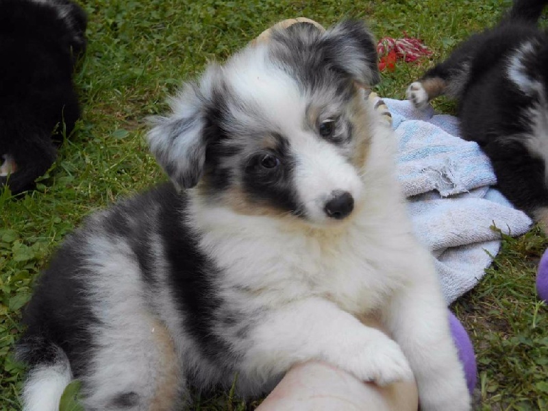 Du Crépuscule De Vénus - Chiots disponibles - Shetland Sheepdog